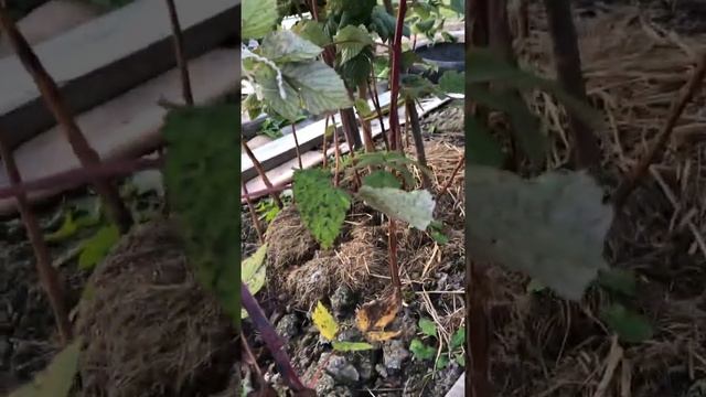 Малина Малиновая гряда , очень вкусная и урожайная . смотреть онлайн