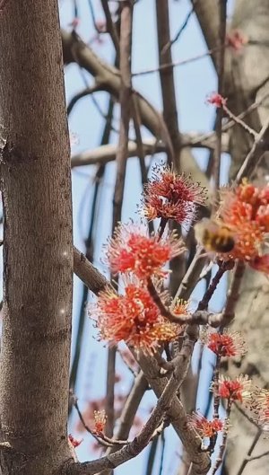 Весна в городе. Природа пробуждается на Кубани