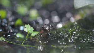 Подросший детёныш краба вампира