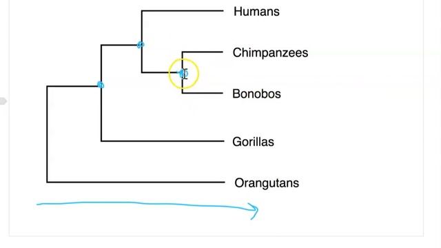 Phylogenetic Tree Basics смотреть онлайн