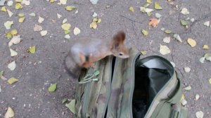 Белки и мой рюкзак