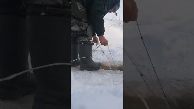 Рыбалка на лесной речке#Рыбалка на сети#Щука#Хариус#Налим!!!