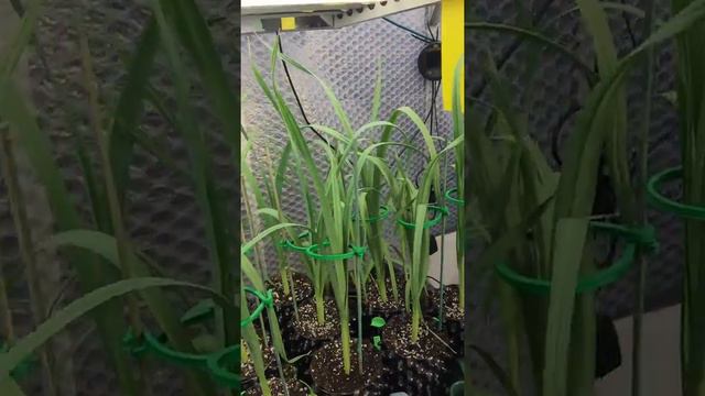 Giant Onion update Nov 2018 смотреть онлайн