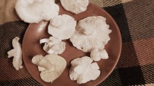 Рядовка белая. Как распознать. Съедобные грибы.
