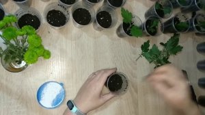 ЧЕРЕНКОВАНИЕ ХРИЗАНТЕМ ПОЗДНЕЙ ОСЕНЬЮ. Простой способ, шикарный результат!