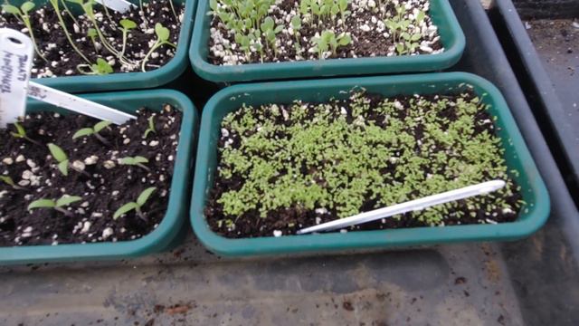 Where can I get one of those Large cloches | Allotments For Fun and Food смотреть онлайн