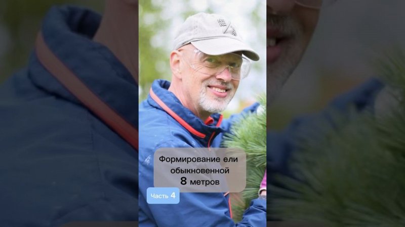 Формирование ели обыкновенной, 8 метров. Часть 4