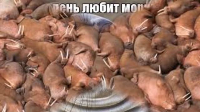 о редких видах тюленей 8Д смотреть онлайн