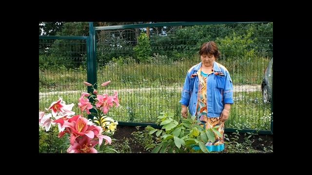 Как вырастить маньчжурский орех на Южном Урале - #2