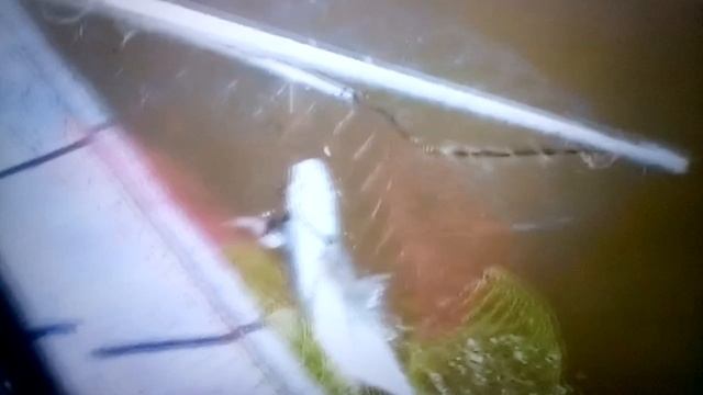 Татьянин день рыбацкий! смотреть онлайн