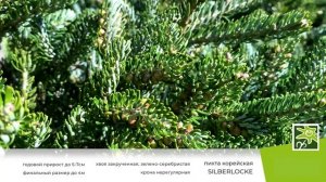 Пихта корейская Сильберлок: сорт для маленьких садов