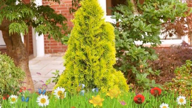 Туя западная (janed gold) ? Обзор: посадка и уход. крупномеры туи : описание и особенности смотреть онлайн