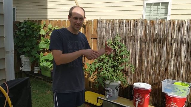 Плюсы и минусы гидропоники на улице(открытый грунт). Органик, не органик, что это и с чем это едят. смотреть онлайн