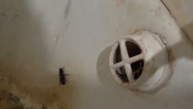 Огромные тараканы в моей квартире. Как вывести их? смотреть онлайн