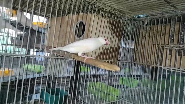 Opal,Fawn,Albino And Silver Java Pairing Completed And Nesting in Progress смотреть онлайн