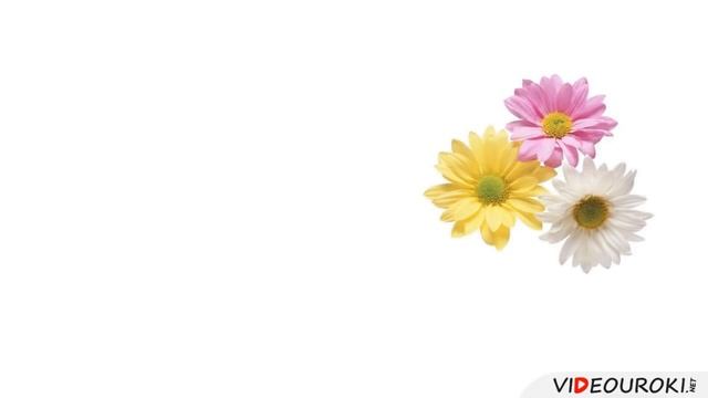 Цветок и его строение смотреть онлайн