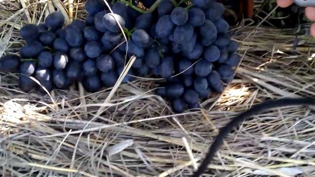 Размер гроздей винограда сорта Чарли (Антрацит) в 2016 году смотреть онлайн