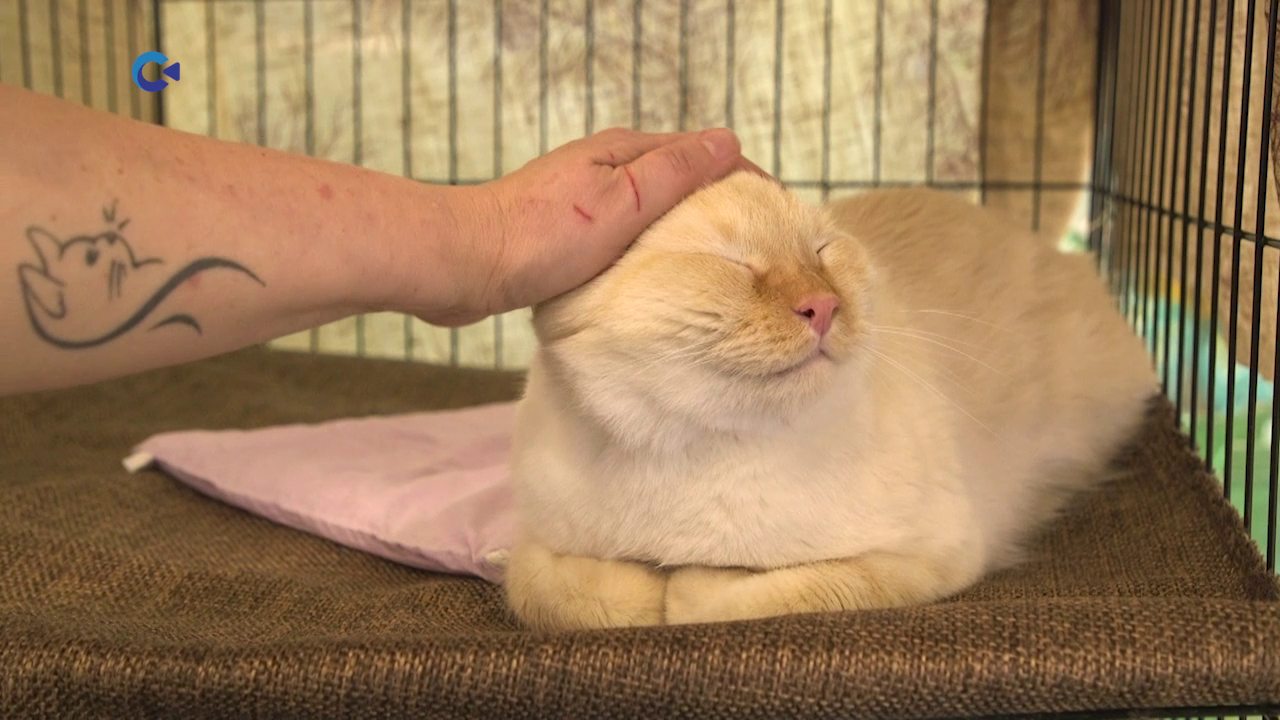 Благодаря гранту Главы Карелии удалось стерилизовать почти тысячу котов и кошек