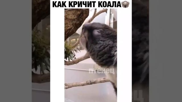 Коала кричит как демон