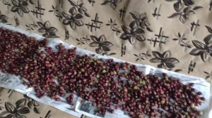 Сушка крыжовника.