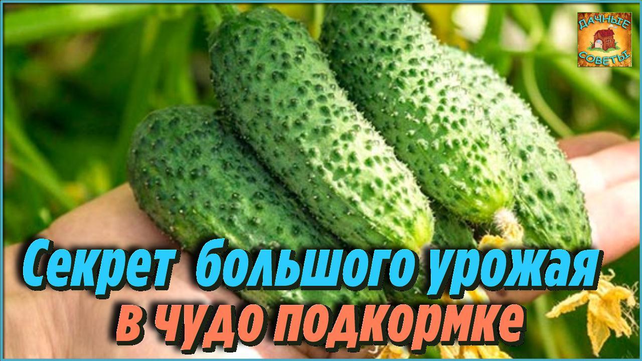 Попробовала и не пожалела! Очень эффективная подкормка для огурцов, чтобы увеличить урожай