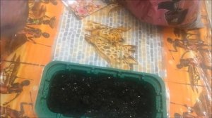 Гибискус Суданский из семян: с 1 по 5 день, посев и всходы.