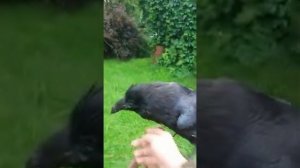 Ручной ворон ест из рук