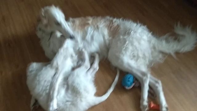Уход за шерстью русской борзой