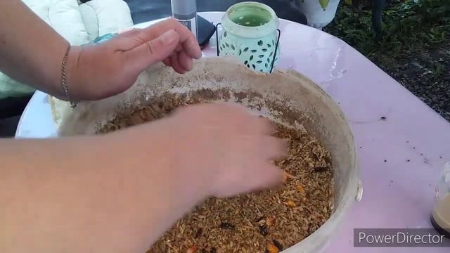 Яйценоскость Кур Несушек//Состав Мешанки для Кур//Можно ли Давать Курам Хлеб?