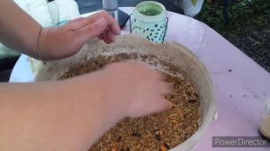 Яйценоскость Кур Несушек//Состав Мешанки для Кур//Можно ли Давать Курам Хлеб?