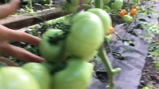 Огурец Бьёрн, разница в посадке помидор смотреть онлайн