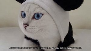 Кот Коби: порода с красивыми голубыми глазами