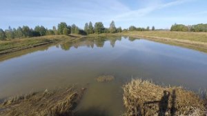 облов , выращенного сеголетка сазана и карпа в пруду