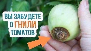 Как лечить вершинную гниль томатов? Профилактика вершинной гнили помидоров