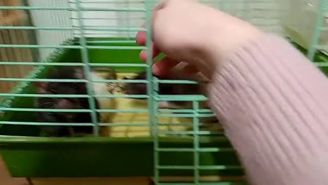 Мои крысы ? смотреть онлайн