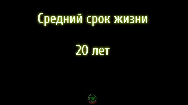Абиссинская кошка - Обзор породы смотреть онлайн