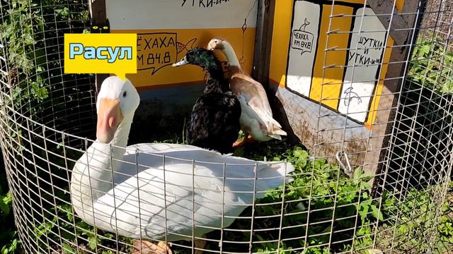 Стендапер Часть 1