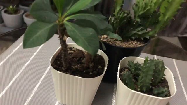 Euphorbia Care - Day 26 of 30 Houseplant Care смотреть онлайн