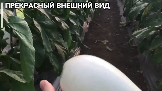 Бибо f1 - самый ранний белый баклажан смотреть онлайн