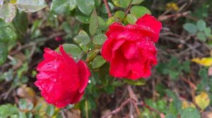 Cherry Bonica in late November with minimum care - Meilland rose