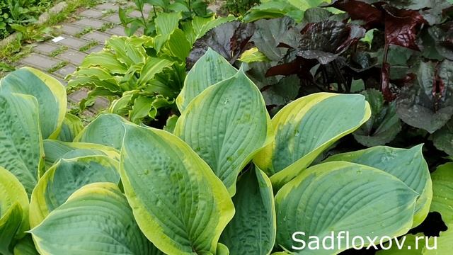 Хоста Рейн Денсер (Rain Dancer) в моем саду в июне смотреть онлайн