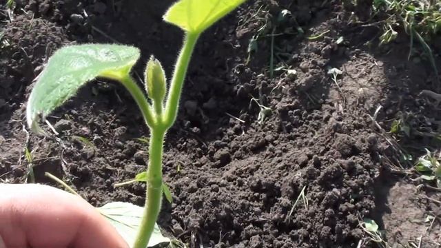 Черенкуем павловнию летом. смотреть онлайн