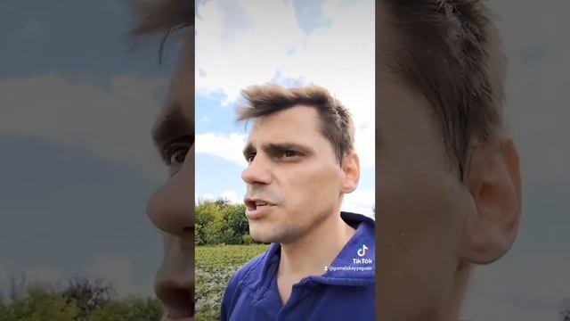 Майский жук на клубнике. смотреть онлайн