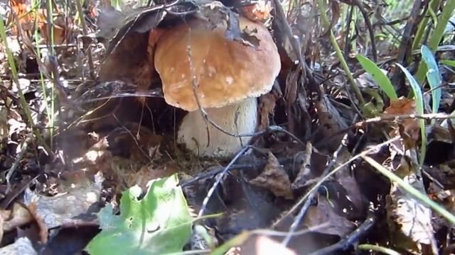 Грибы, грибки, грибочки-3... 12.08.2016 г. смотреть онлайн