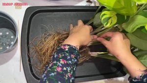 НАМАЗШАМ ГҮЛІ КТЕНАНТА ГОЛДЕН МАЗАЙК❗️отырғызу/ерекшелігі.Қалай бейімдейміз❓