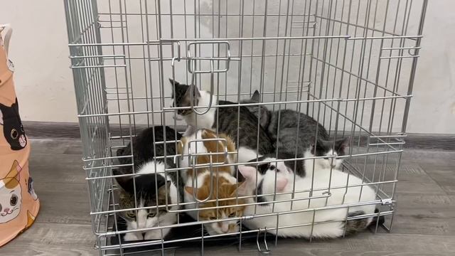 Заселение Котошьянов в Пушистую общагу 2:0 смотреть онлайн