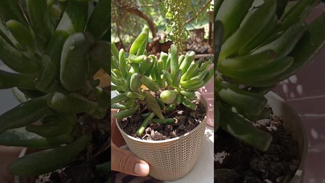 Oreja de Shrek, Árbol de Jade, Crassula ovata.