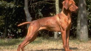 Все породы собак.Венгерская короткошерстная легавая (Выжла) (Vizsla)