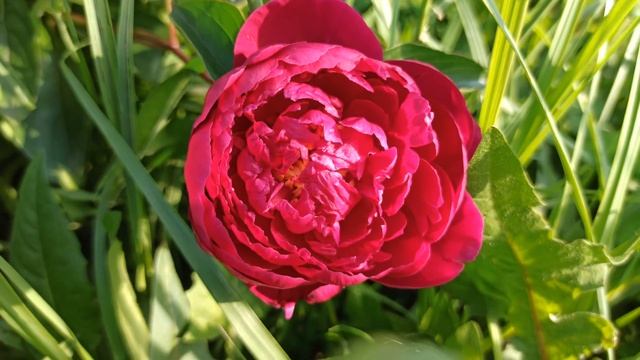 КРАСНЫЙ ПИОН - видео цветение, весна 2020 смотреть онлайн