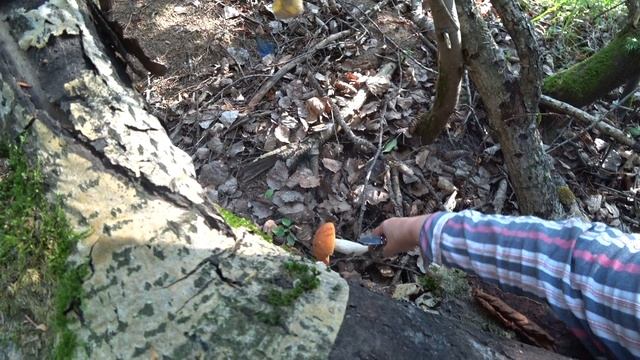 ОПЯТЬ ЗА ГРИБАМИ в лес 9 авг 2023 1ч. смотреть онлайн